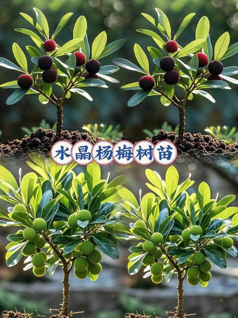 杨梅树种植在院子里对风水有影响吗？