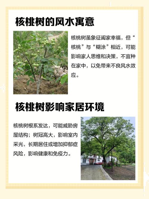 家里种植核桃树是否与风水学说有关联？