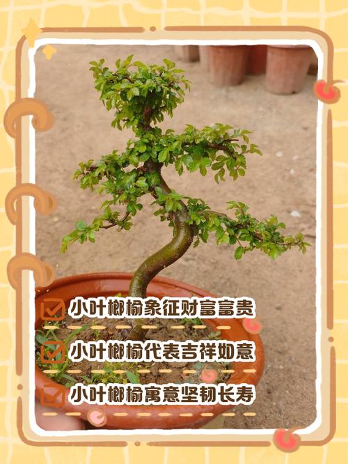 榆树适合种植在风水上是否吉利？