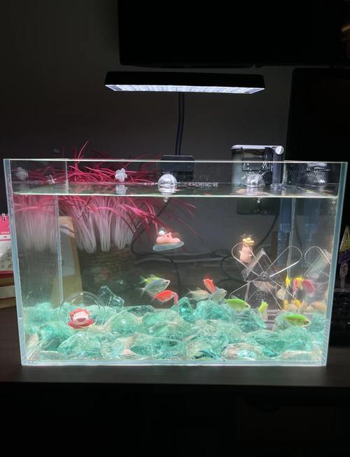 放鱼在桌上究竟是否符合风水讲究，有何讲究？