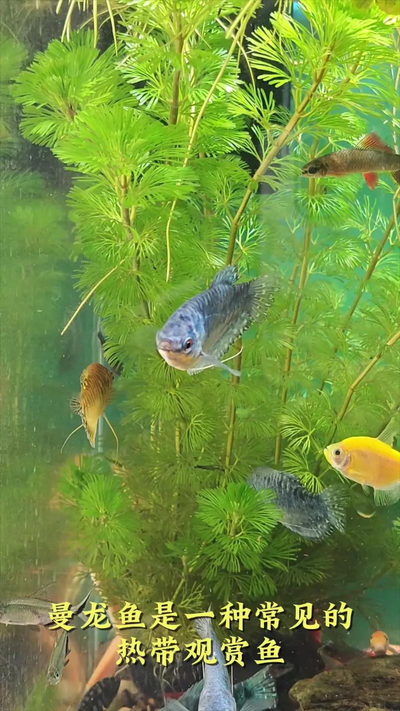 养曼龙鱼作为风水鱼，这种说法科学吗？