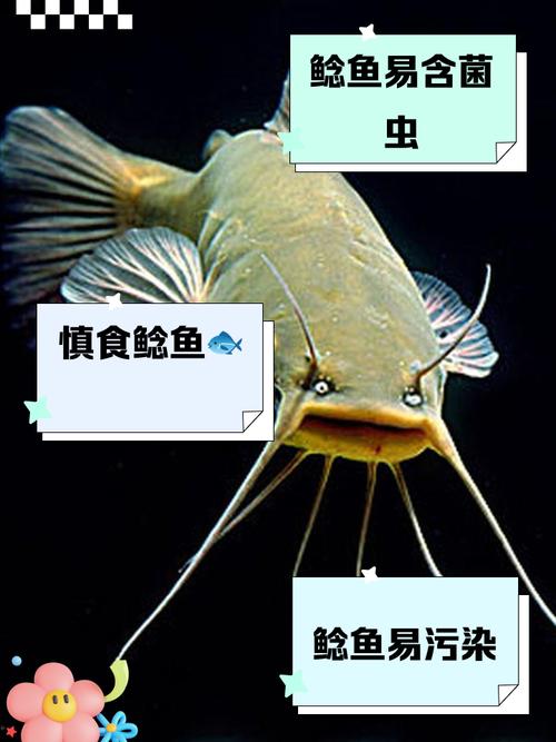 养鲶鱼对家居风水真的会有不良影响吗？