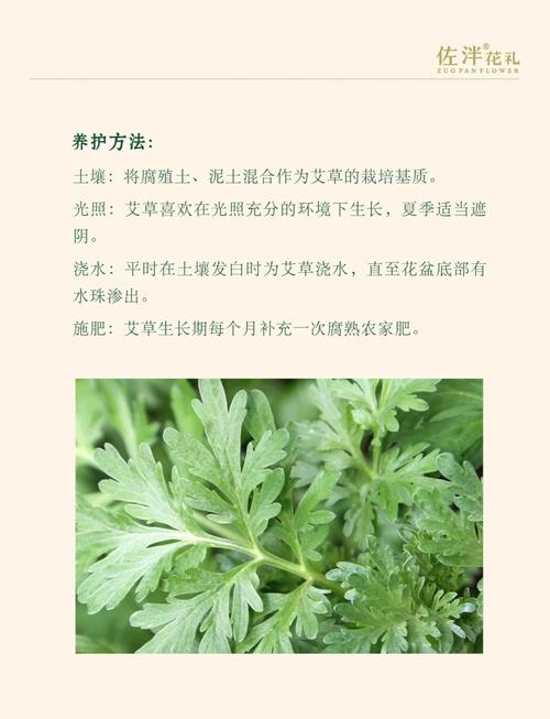 种植艾草会对家居风水产生怎样的影响呢？
