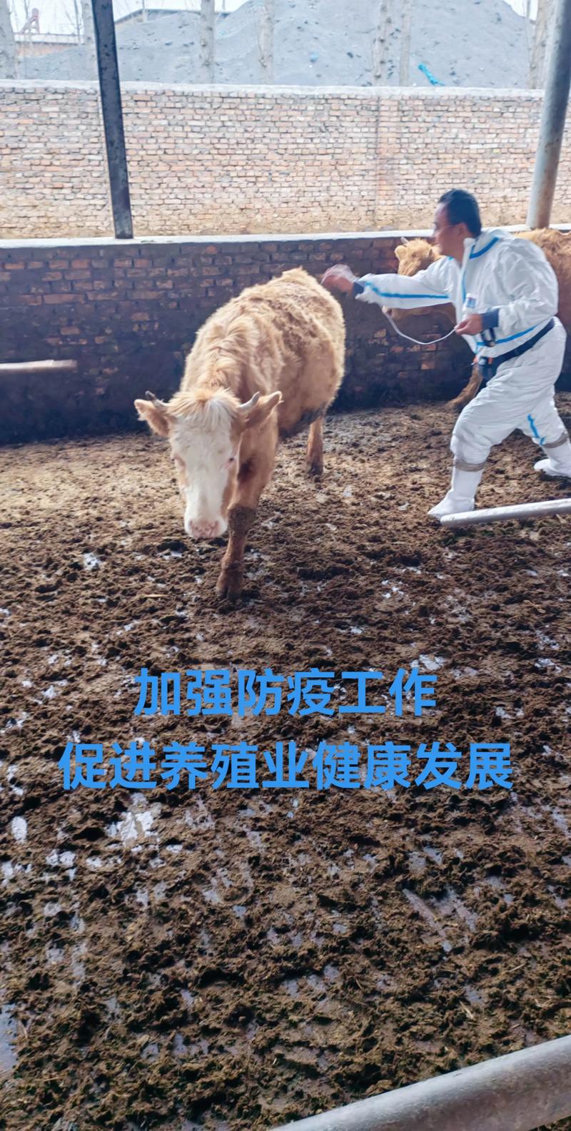 农村养牛会对当地风水产生怎样的影响呢？