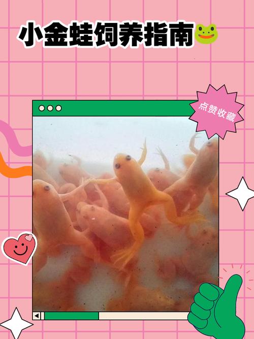 家里养小金蛙风水怎么样，适合吗？