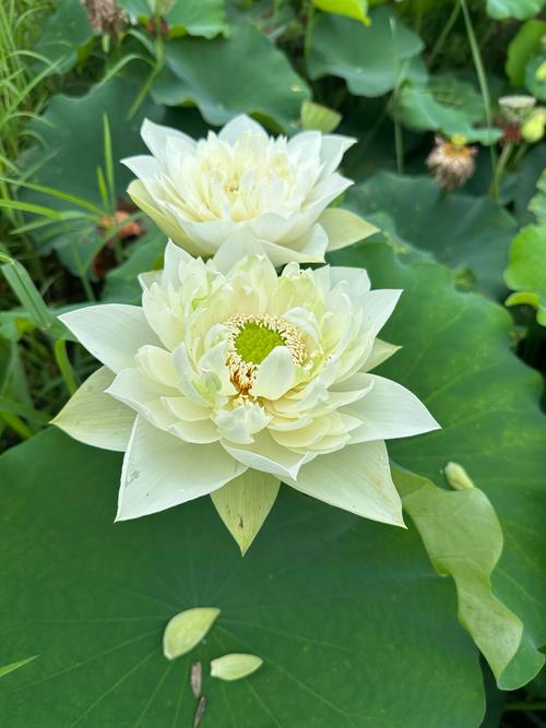 在风水庭院中种植荷花是否适宜？