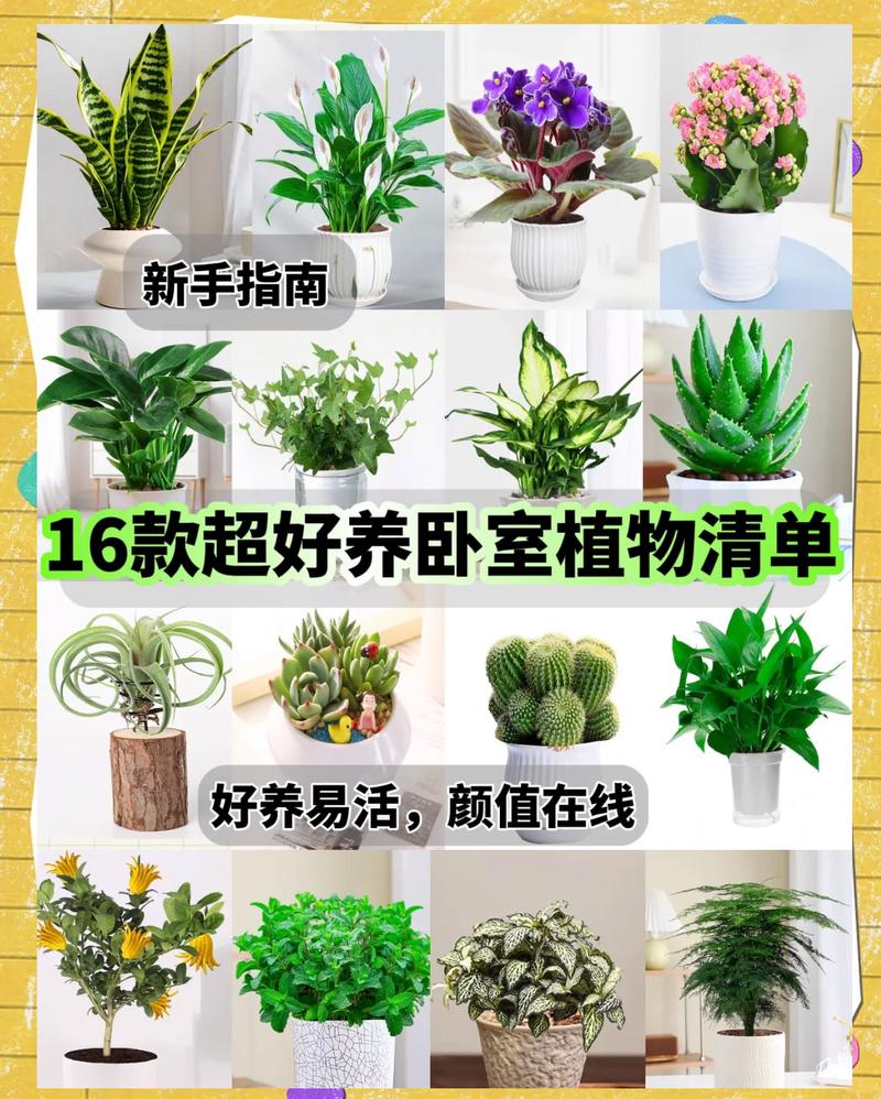 卧室风水适合摆放哪些花卉植物？