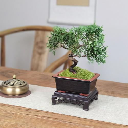 松柏木女孩适合摆放哪种风水摆件？