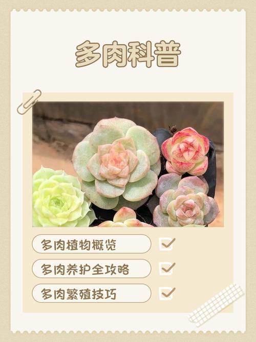 种多肉植物与家居风水之间是否存在某种联系呢？