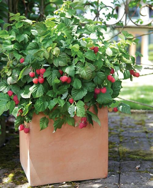 家里种植树莓会对风水产生不良影响吗？