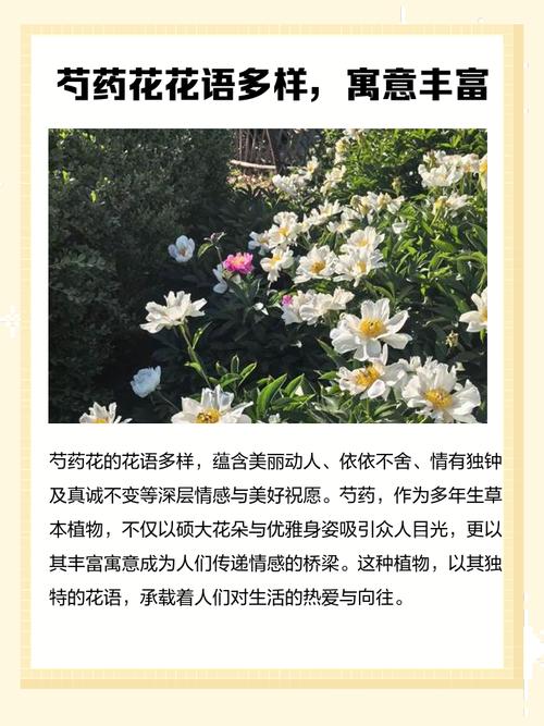 门前种植芍药对风水有何吉祥寓意？