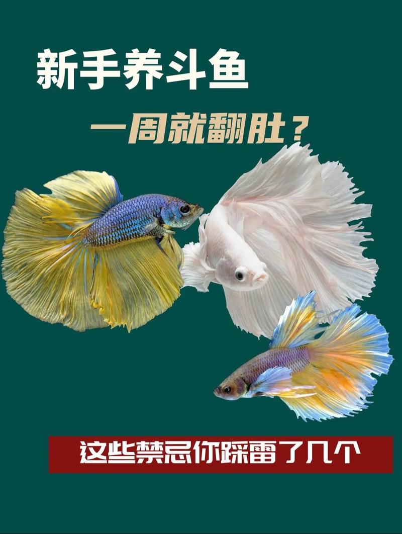 家里养斗鱼会对家居风水产生怎样的影响或作用呢？