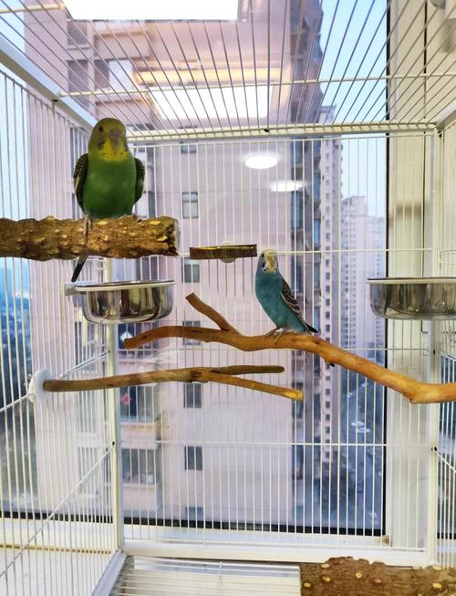 家里适合养鹦鹉的风水布局是怎样的呢？