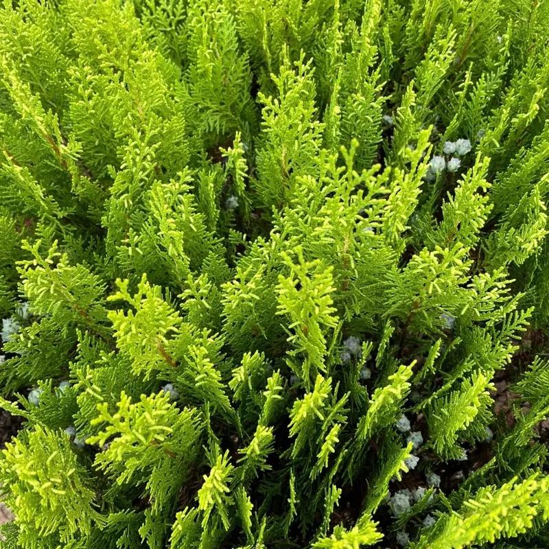 庭院种植侧柏树对风水有影响吗？