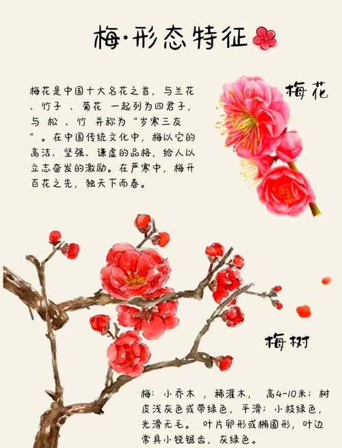 梅花命在易学中是什么命理？女性梅花命具体含义是什么？
