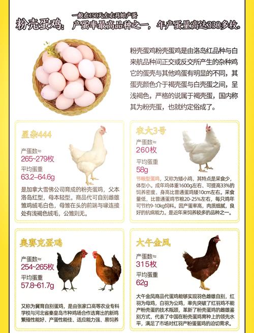 生肖鸡中，火鸡、木鸡、水鸡、土鸡哪种命蕞好？