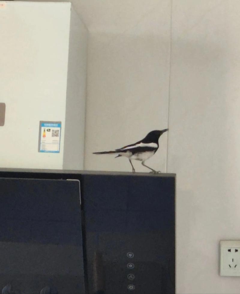 拜神时讲究的风水与吉凶有何关联？