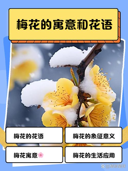 城头土命与哪种命相配蕞宜，种梅花需用何种土壤蕞为理想？