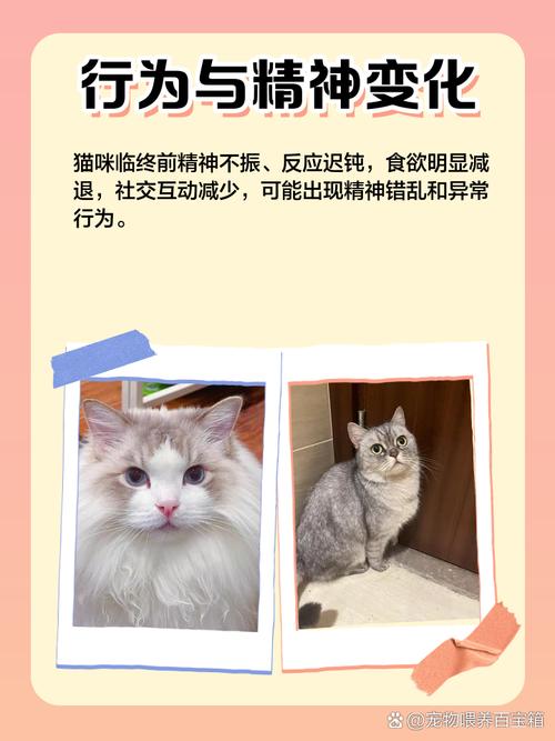 属猫的人九条命是什么命，猫死后多久会投胎转世？