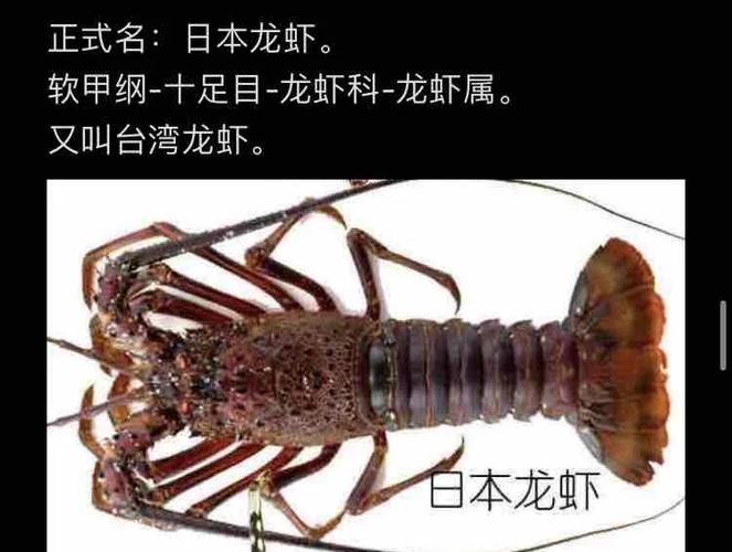 龙虾养殖真的与风水学有着密切的联系吗？