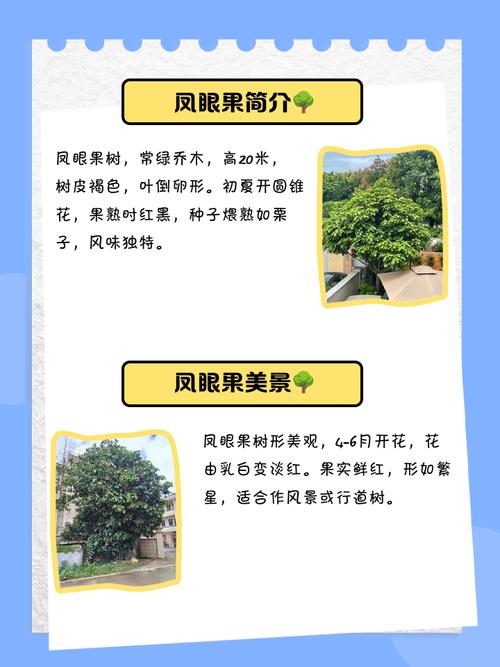 凤眼果树作为风水树，这种说法有依据吗？