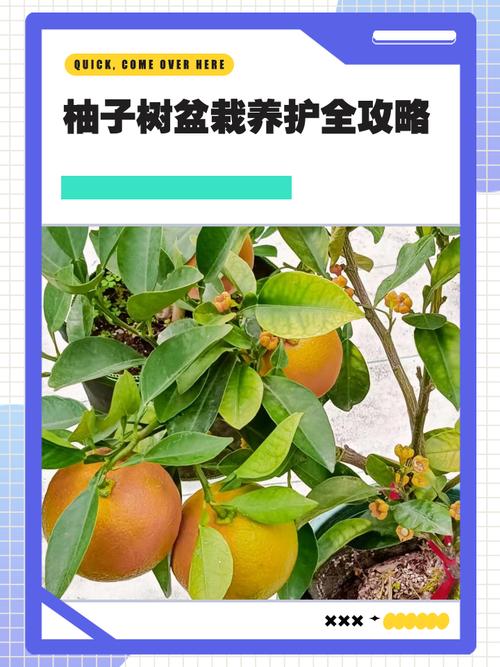 阳台种植柚子有哪些风水讲究和禁忌需要注意？