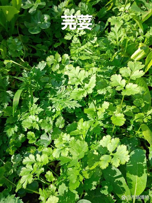 香茅开花对家居风水有怎样的影响或作用？