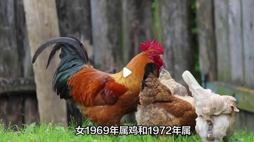1972年属鸡的人命运如何，1972年属鼠做什么生意最合适？
