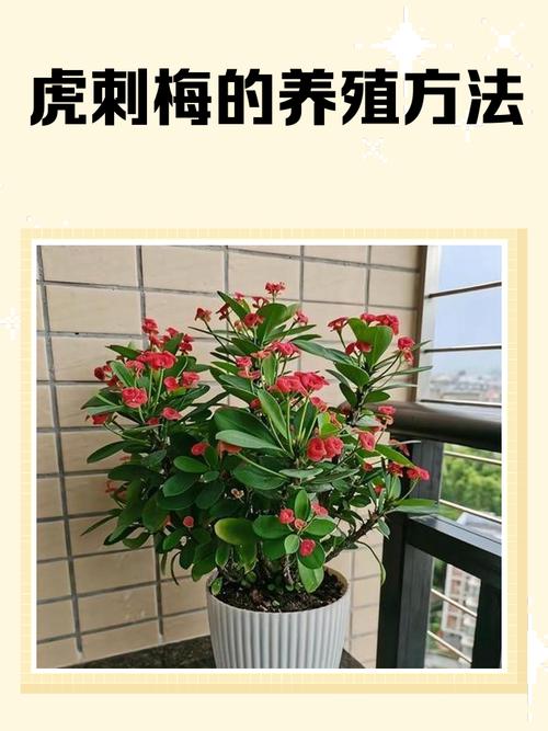 刺梅种植在房屋周围会对风水产生怎样的影响呢？