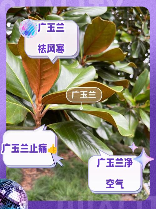 种广玉兰时有哪些风水讲究需要注意？