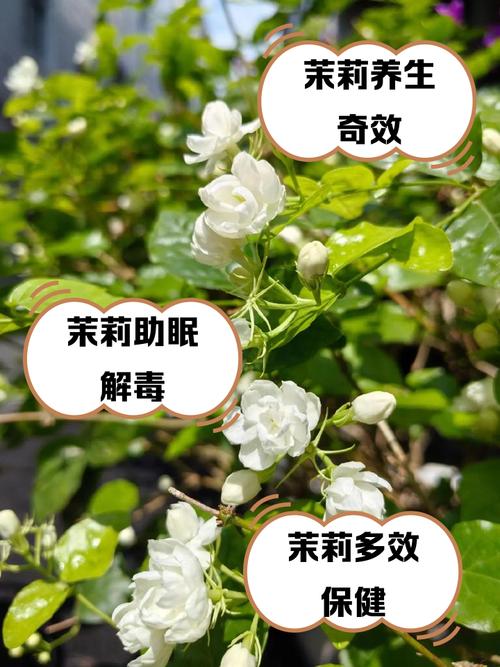 家里种茉莉花对风水有好处吗？