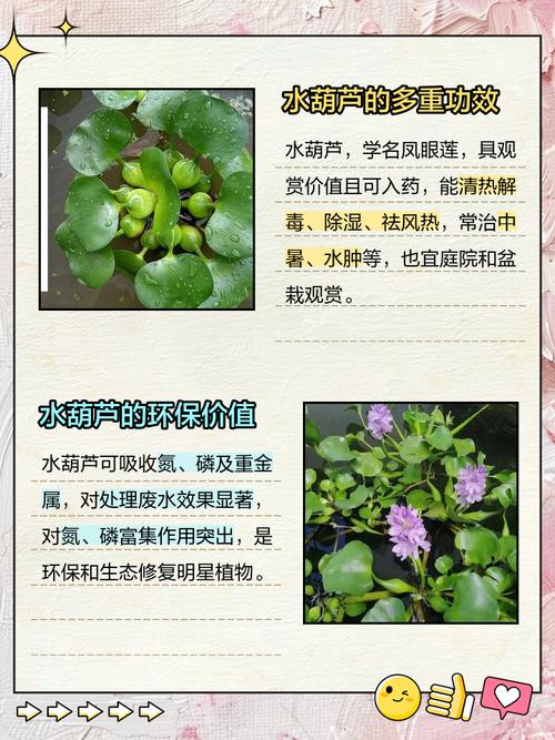 风水养水葫芦有什么好处？