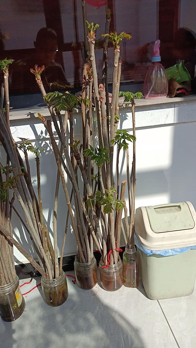 阳台种植香椿对风水有影响吗？