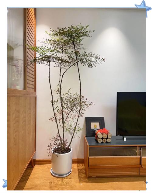 卧室可以种植竹子吗？这样的风水布局合适吗？