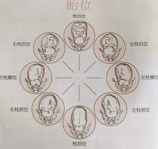 命盘里哪个符号代表生育？胎盘位于宫底壁是上怀还是下怀？