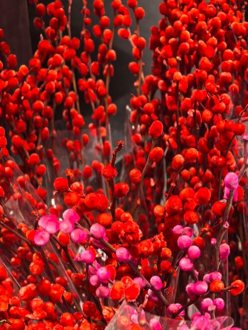 红色银柳种植在住宅周围会对风水产生怎样的影响呢？