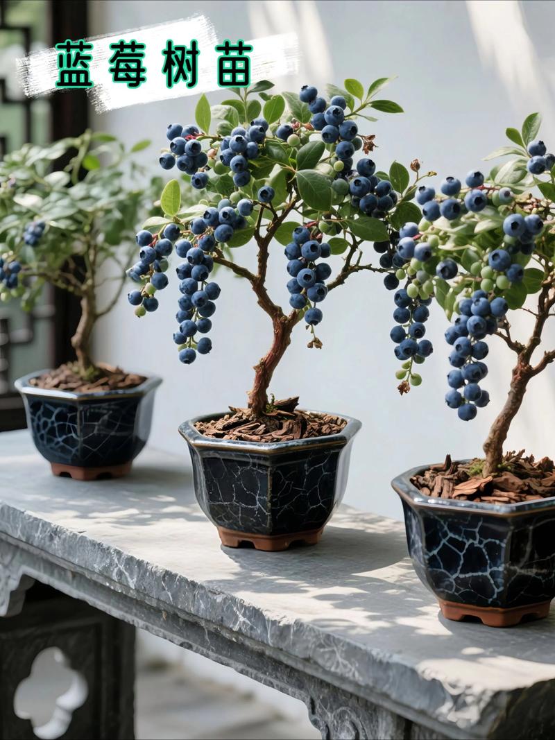 庭院适合种植蓝莓吗？这样的风水布局是否吉利？
