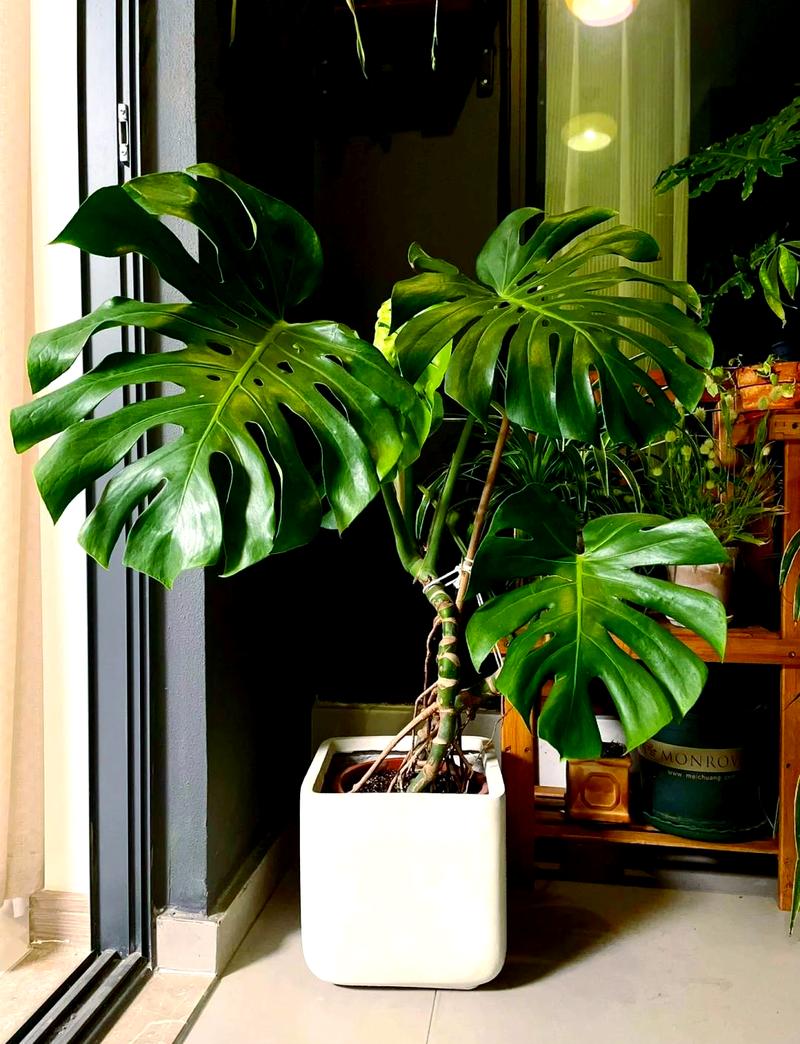 客厅摆放龟背花对风水有影响吗？适合养吗？