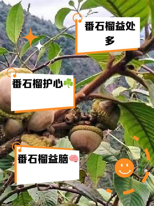 在风水石头上种植果树可行吗？