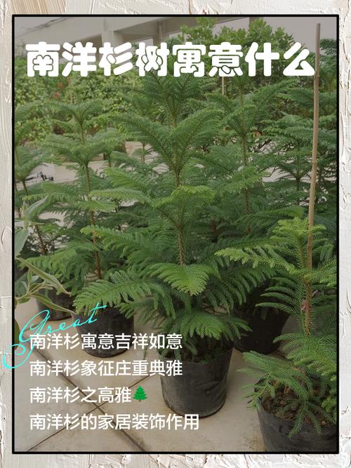 公寓附近种植杉树会对风水产生哪些影响？