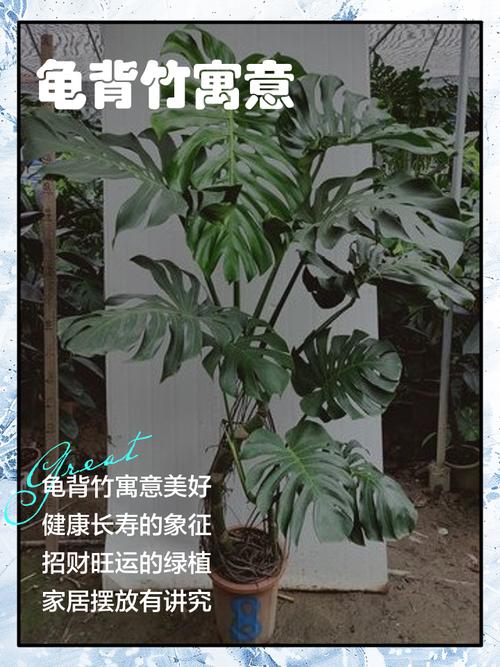 龟背竹在风水上有哪些讲究和寓意？