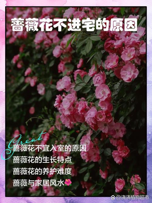 楼顶种植蔷薇会对住宅风水产生哪些不利影响？