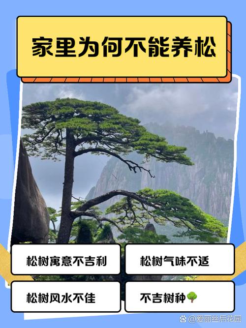 松树过高会对家庭风水产生哪些不利影响？