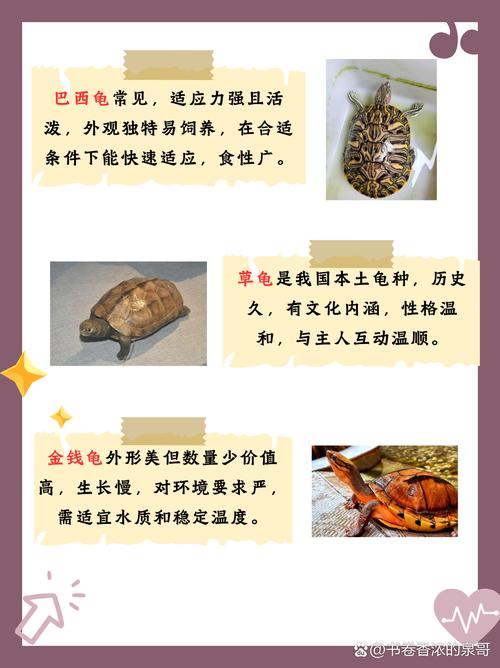 断尾乌龟嫩否在风水布局中发挥独特作用？