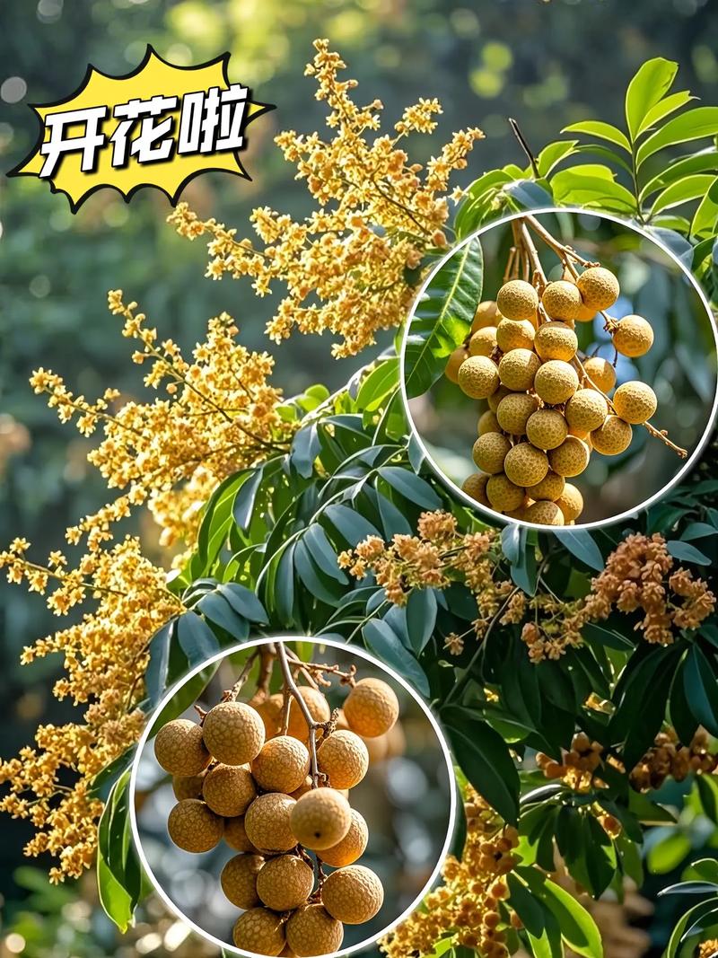 龙眼果树风水讲究有哪些注意事项？