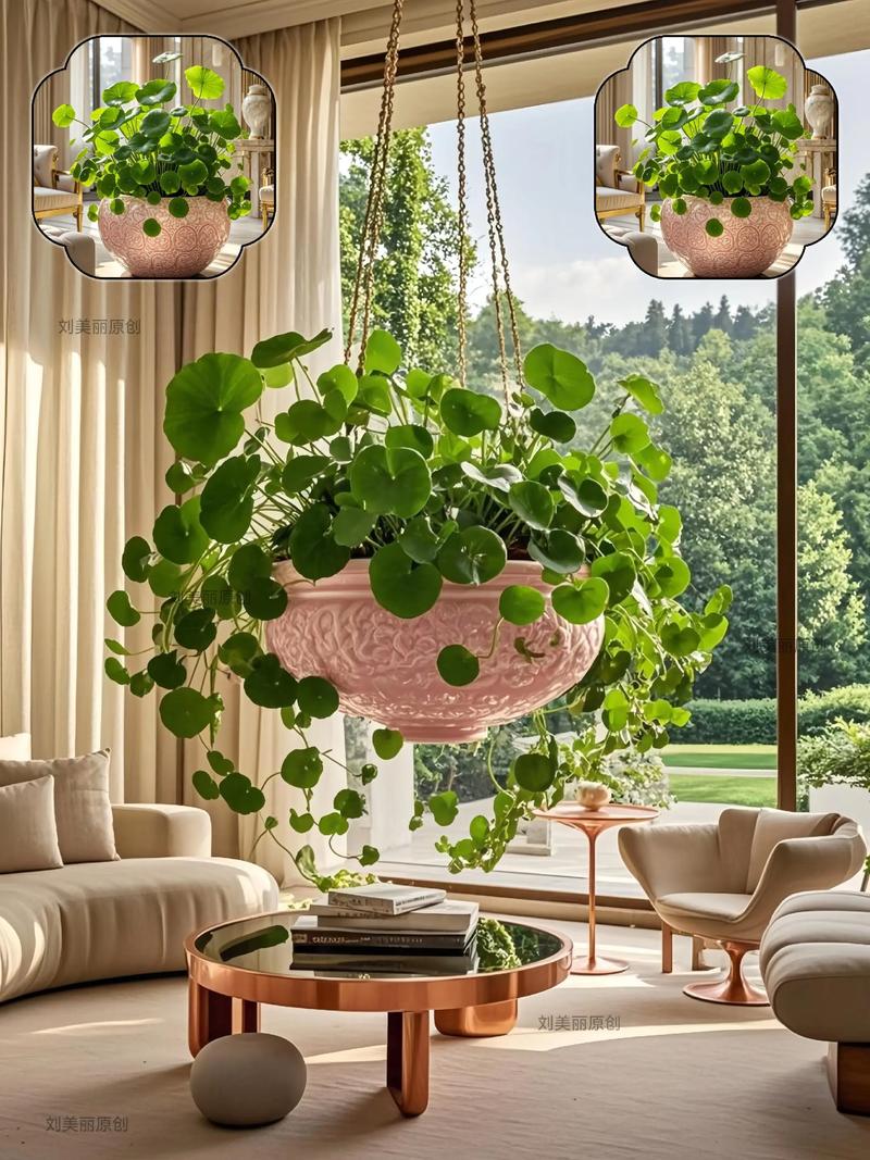 种植野草真的能提升家居风水效果吗？