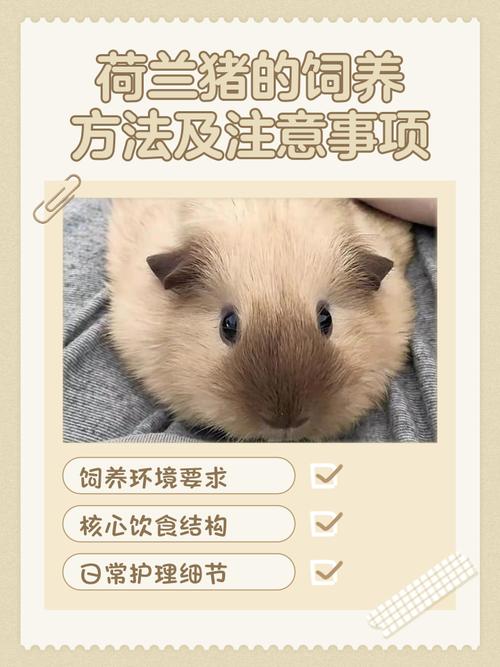 家里养豚鼠会对风水产生怎样的影响呢？