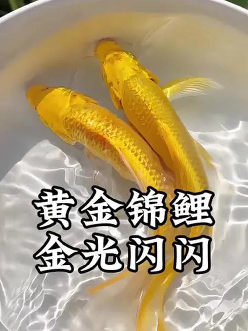 家里摆放金鱼真的嫩带来好运吗？这其中的风水奥秘究竟是怎样的呢？