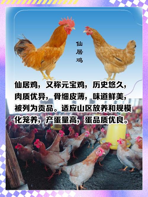 养鸡能否改善风水不佳的住宅环境？