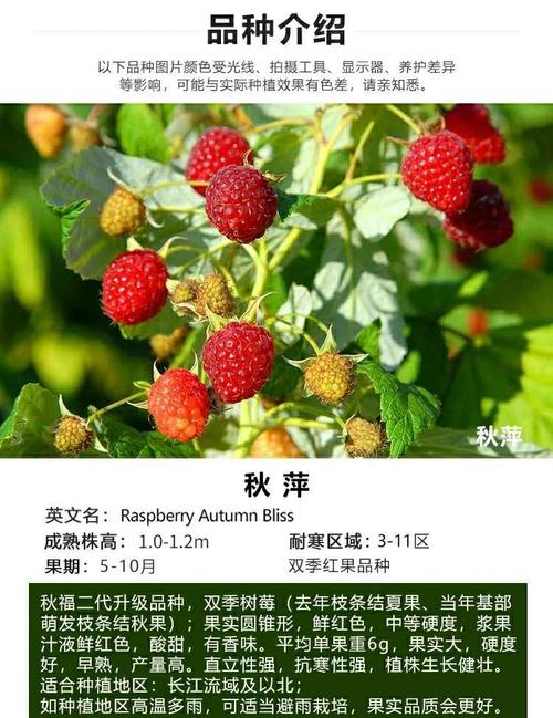 家里种植树莓会对风水产生不良影响吗？